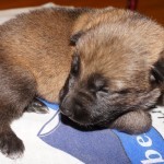 A puppy is sleeping on the blanket.