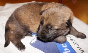 A puppy is sleeping on the blanket.