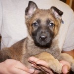A puppy is sitting in someone 's lap.