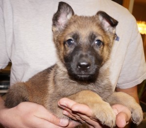 A puppy is sitting in someone 's lap.
