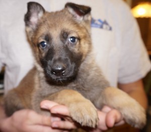 A person holding a puppy in their hands.
