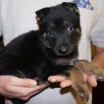 A person holding a puppy in their hands.