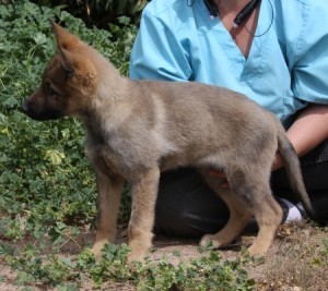 A dog sitting on the ground next to its owner.