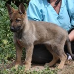 A german shepherd puppy standing on the ground.