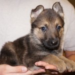 A person holding a puppy in their hands.
