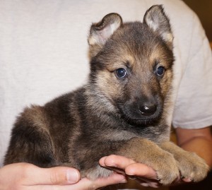A person holding a puppy in their hands.
