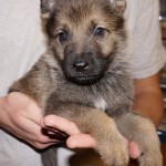 A person holding a puppy in their hands.