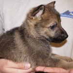 A person holding a puppy in their hands.