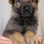 A german shepherd puppy sitting in someone 's hands.