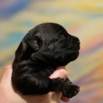 Cairn Terrier Female