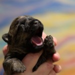 Cairn Terrier For Sale