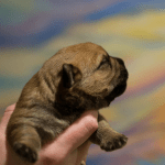 Cairn Terrier Male Tucson AZ