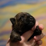 Cairn Terrier Puppy For Sale