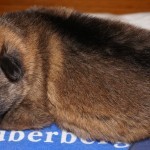 A cat is sleeping on the blanket