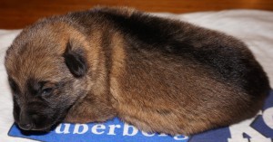 A cat is sleeping on the blanket