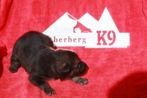 Puppy on red blanket with logo.