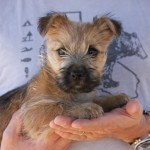 A person holding a small dog in their hands.