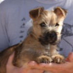 Cairn Terrier Male Tucson AZ