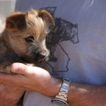 A person holding a small dog in their arms.
