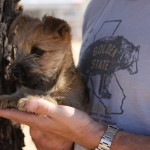 A person holding a small dog in his arms.