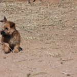 A dog is sitting in the dirt with its head on a leash.