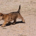 A small dog is running in the dirt.
