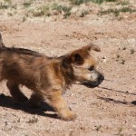 A small dog is walking in the dirt