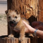A person petting a small dog on the side of a tree.