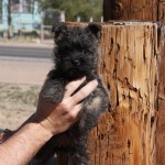 A person holding onto a small dog