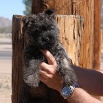 A person holding onto a small dog