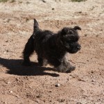 A small black dog is running in the dirt.