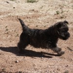 A small black dog is running in the dirt.