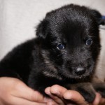 A person holding a puppy in their hands.
