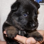 A black puppy is sitting in someone 's hands.