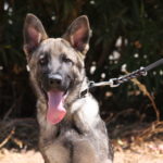 A dog with its tongue hanging out on a leash.