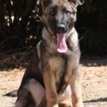 A dog sitting on the ground with its tongue hanging out.