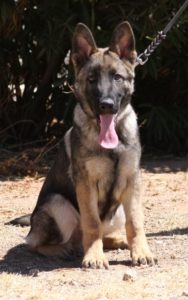 A dog sitting on the ground with its tongue hanging out.