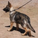 A german shepherd puppy on a leash in the dirt.