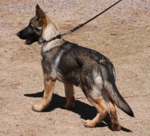 A german shepherd puppy on a leash in the dirt.