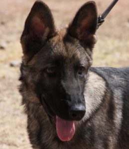 A close up of a dog with its tongue hanging out