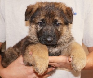 A person holding a puppy in their hands.