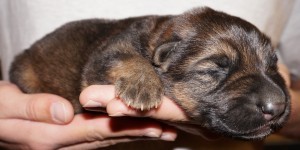 A person holding their hand over a cat 's paw.