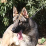 Protection dog available for sale Phoenix