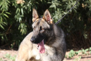 Protection dog available for sale Phoenix