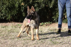 Protection dog available for sale Tucson