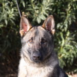 A close up of a dog with trees in the background
