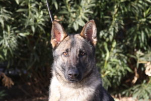 A close up of a dog with trees in the background