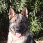 Trained protection German Shepherd male for sale