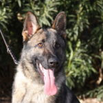 A german shepherd dog with its tongue hanging out.