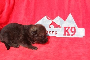 German Shepherd Puppy for sale in FL